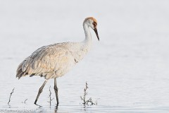 Sandhill Crane