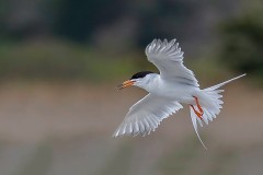 1st Place - On the Wing