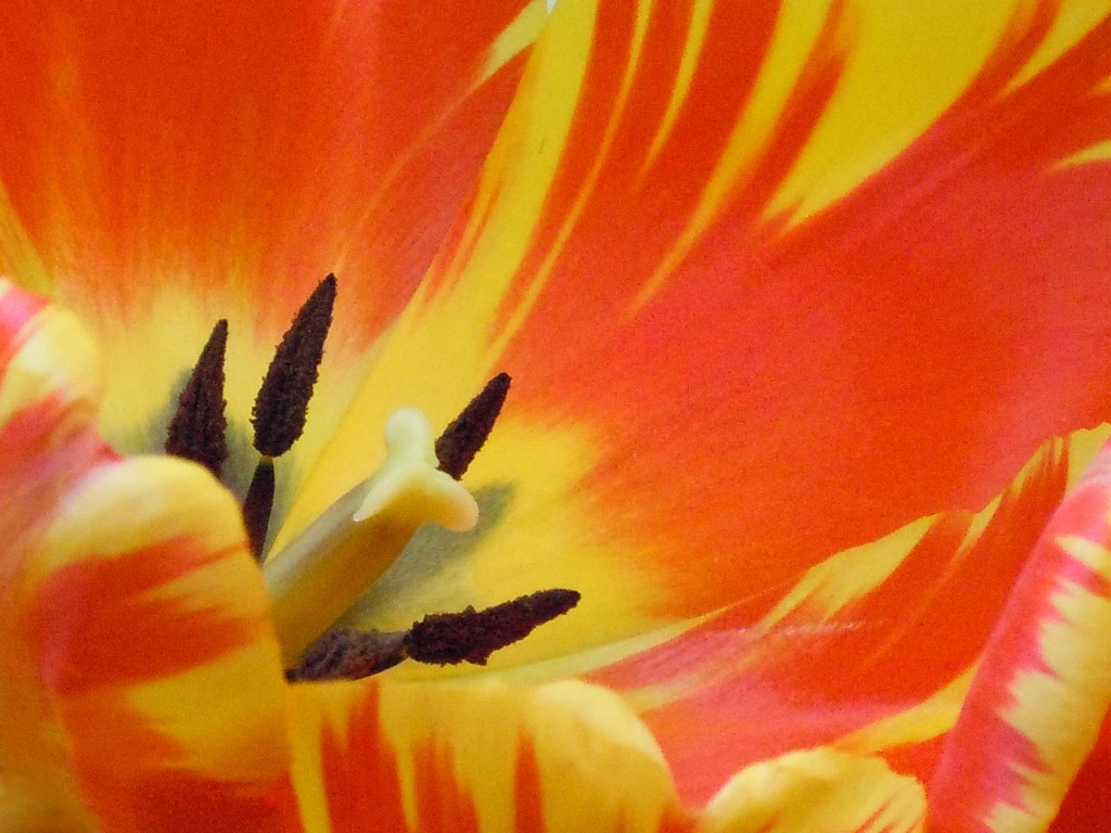 Close Tulip