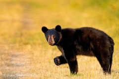 Irene-Scilotto-Image-1