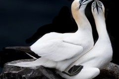 Irene-Scilotto-Image-2