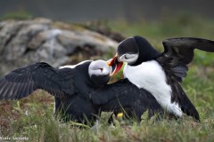 Irene-Scilotto-Image-3