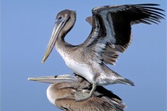 Irene-Scilotto-Image-4