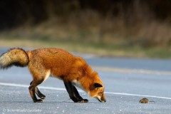 Irene-Scilotto-Image-5