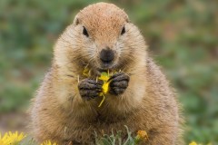 Irene-Scilotto-Image-6