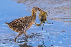 Irene-Scilotto-Image-7