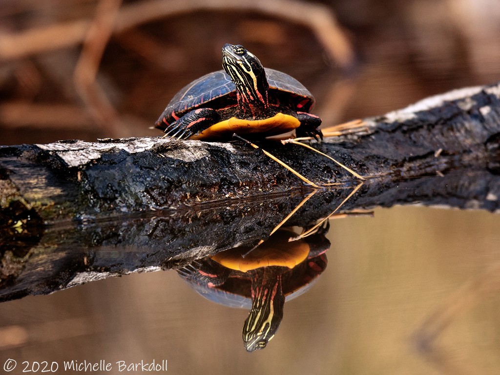 Turtle Reflects