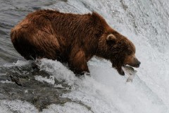 Grizzly, Brooks Falls, Alaska
