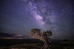 Tim Huesgen - Moab Tree