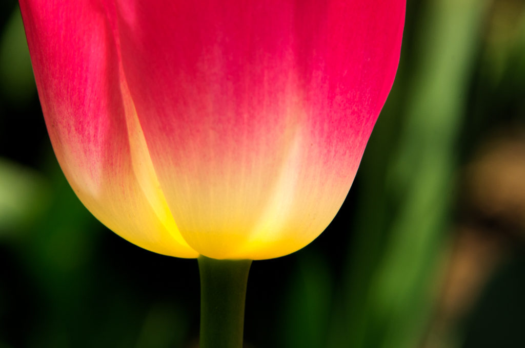 Sherwood-Gardens-Tulip-1024x680.jpg