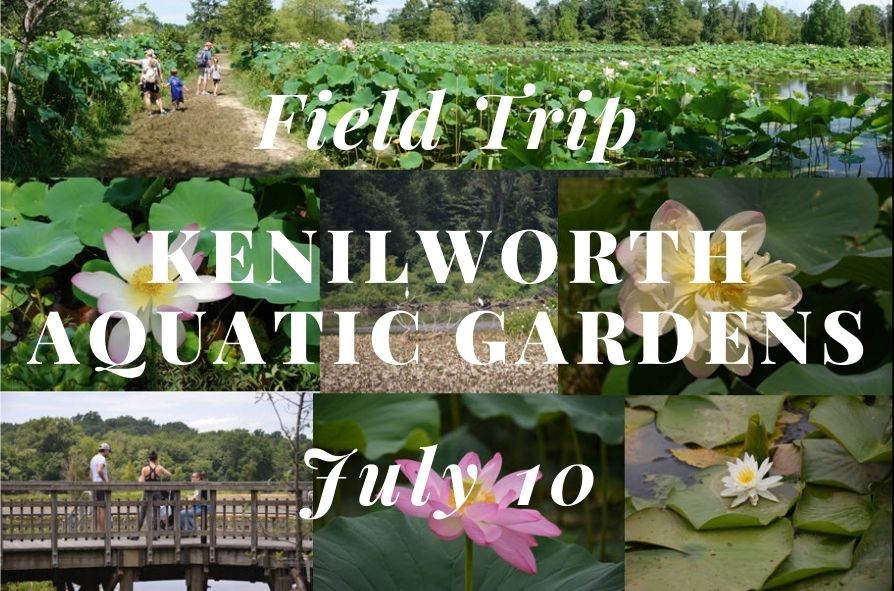 Field-Trip-Kenilworth-Park-and-Aquatic-Gardens.jpg