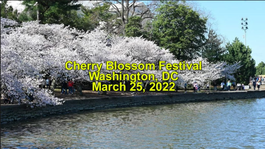 Cherry-Blossom-Field-Trip-Video-1024x575.jpg
