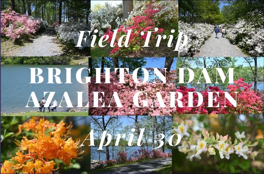 2022 Apr. 30: Field Trip – Brighton Dam Azalea Garden