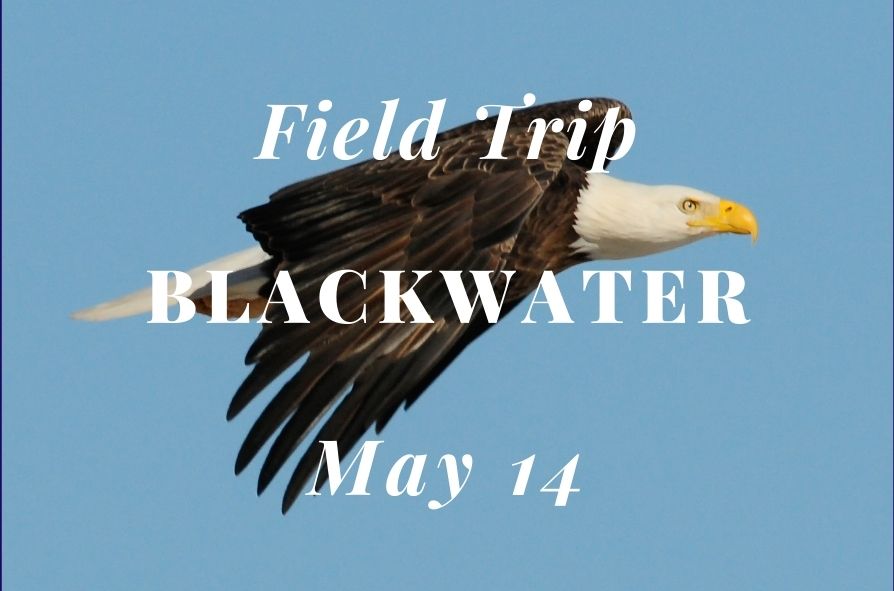 2022 May 14; Field Trip – Blackwater NWR