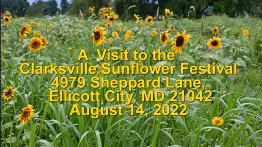 Field-Trip-Sunflower-Festival-YouTube-1024x576.jpg